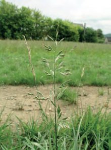 KOSTŘAVA RÁKOSOVITÁ (Festuca arundinacea Schreber.) - Kapesní atlas trav