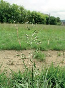 KOSTŘAVA RÁKOSOVITÁ (Festuca arundinacea Schreber.) - Kapesní atlas trav