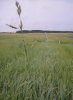 KOSTŘAVA RÁKOSOVITÁ (Festuca arundinacea Schreber.) #1 - Kapesní atlas trav