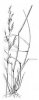 KOSTŘAVA RÁKOSOVITÁ (Festuca arundinacea Schreber.) #2 - Kapesní atlas trav