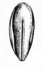 KOSTŘAVA RÁKOSOVITÁ (Festuca arundinacea Schreber.) #3 - Kapesní atlas trav