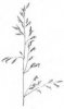 KOSTŘAVA RÁKOSOVITÁ (Festuca arundinacea Schreber.) #4 - Kapesní atlas trav