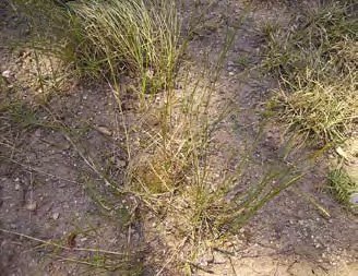 LIPNICE BAHENNÍ (Poa palustris L.) - Kapesní atlas trav