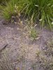 LIPNICE BAHENNÍ (Poa palustris L.) #1 - Kapesní atlas trav