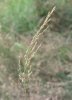 LIPNICE HAJNÍ (Poa nemoralis L.) #1 - Kapesní atlas trav