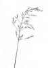 LIPNICE HAJNÍ (Poa nemoralis L.) #3 - Kapesní atlas trav