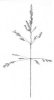 LIPNICE LUČNÍ (Poa pratensis L.) #3 - Kapesní atlas trav