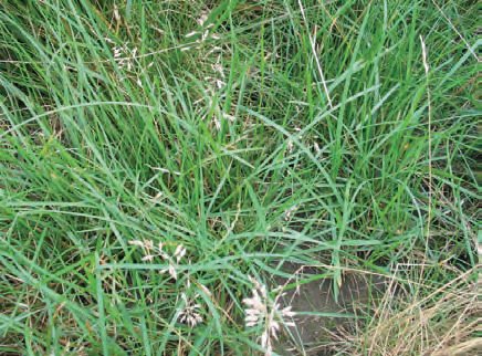 LIPNICE NÍZKÁ (Poa supina Schrader.) - Kapesní atlas trav