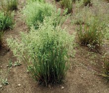 LIPNICE OBECNÁ (Poa trivialis L.) - Kapesní atlas trav