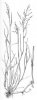 LIPNICE OBECNÁ (Poa trivialis L.) #2 - Kapesní atlas trav