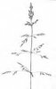 LIPNICE OBECNÁ (Poa trivialis L.) #3 - Kapesní atlas trav