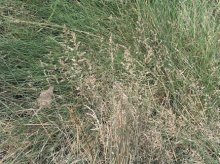 LIPNICE SMÁČKNUTÁ (Poa compressa L.) - Kapesní atlas trav