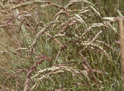MEDYNĚK VLNATÝ (Holcus lanatus L.) - Kapesní atlas trav
