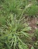 MEDYNĚK VLNATÝ (Holcus lanatus L.) #1 - Kapesní atlas trav