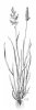MEDYNĚK VLNATÝ (Holcus lanatus L.) #2 - Kapesní atlas trav