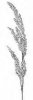 MEDYNĚK VLNATÝ (Holcus lanatus L.) #3 - Kapesní atlas trav