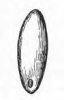 MEDYNĚK VLNATÝ (Holcus lanatus L.) #4 - Kapesní atlas trav