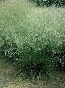 METLICE TRSNATÁ (Deschampsia cespitosa (L.)P.B.) - Kapesní atlas trav