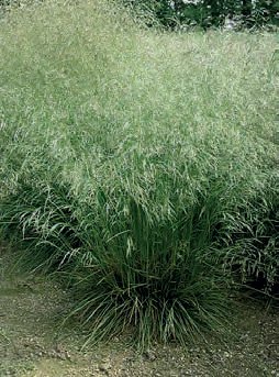 METLICE TRSNATÁ (Deschampsia cespitosa (L.)P.B.) - Kapesní atlas trav