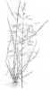 METLICE TRSNATÁ (Deschampsia cespitosa (L.)P.B.) #2 - Kapesní atlas trav