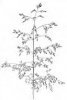 METLICE TRSNATÁ (Deschampsia cespitosa (L.)P.B.) #3 - Kapesní atlas trav