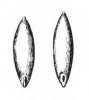 METLICE TRSNATÁ (Deschampsia cespitosa (L.)P.B.) #4 - Kapesní atlas trav