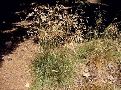 METLIČKA KŘIVOLAKÁ (Avenella flexuosa (L.) Drejer) - Kapesní atlas trav