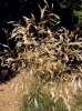 METLIČKA KŘIVOLAKÁ (Avenella flexuosa (L.) Drejer) #1 - Kapesní atlas trav