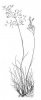 METLIČKA KŘIVOLAKÁ (Avenella flexuosa (L.) Drejer) #2 - Kapesní atlas trav