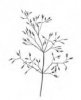METLIČKA KŘIVOLAKÁ (Avenella flexuosa (L.) Drejer) #3 - Kapesní atlas trav