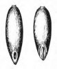 METLIČKA KŘIVOLAKÁ (Avenella flexuosa (L.) Drejer) #4 - Kapesní atlas trav
