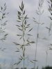 OVSÍK VYVÝŠENÝ (Arrhenantherum elatius (L.) J. Presl et C. Presl) #1 - Kapesní atlas trav