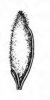 OVSÍK VYVÝŠENÝ (Arrhenantherum elatius (L.) J. Presl et C. Presl) #2 - Kapesní atlas trav