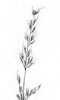 OVSÍK VYVÝŠENÝ (Arrhenantherum elatius (L.) J. Presl et C. Presl) #3 - Kapesní atlas trav