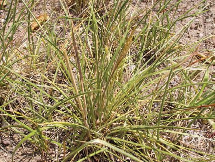 OVSÍŘ PÝŘITÝ (Avenula pubescens (Huds.) Dum.) - Kapesní atlas trav