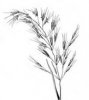 OVSÍŘ PÝŘITÝ (Avenula pubescens (Huds.) Dum.) #3 - Kapesní atlas trav