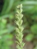 POHÁŇKA HŘEBENITÁ (Cynosurus cristatus L.) #1 - Kapesní atlas trav