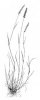 POHÁŇKA HŘEBENITÁ (Cynosurus cristatus L.) #4 - Kapesní atlas trav