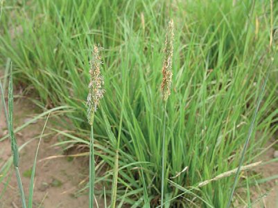 PSÁRKA LUČNÍ (Alopecurus pratensis L.) - Kapesní atlas trav