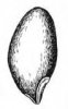 PSÁRKA LUČNÍ (Alopecurus pratensis L.) #3 - Kapesní atlas trav