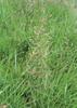 PSINEČEK OBECNÝ (Agrostis capillaris L.) #1 - Kapesní atlas trav