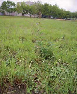 PSINEČEK OBECNÝ (Agrostis capillaris L.) - Kapesní atlas trav