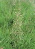 PSINEČEK OBECNÝ (Agrostis capillaris L.) #1 - Kapesní atlas trav