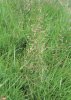 PSINEČEK OBECNÝ (Agrostis capillaris L.) #1 - Kapesní atlas trav