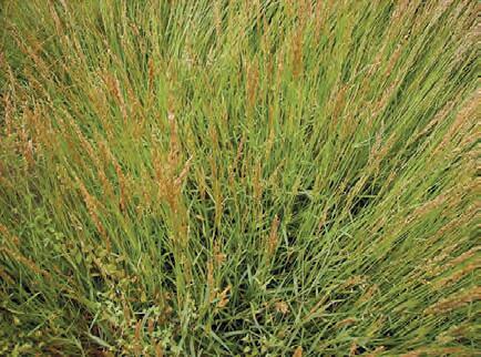 PSINEČEK PSÍ (Agrostis canina L.) - Kapesní atlas trav