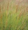 PSINEČEK PSÍ (Agrostis canina L.) #1 - Kapesní atlas trav