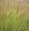 PSINEČEK PSÍ (Agrostis canina L.) #1 - Kapesní atlas trav