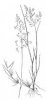 PSINEČEK PSÍ (Agrostis canina L.) #2 - Kapesní atlas trav