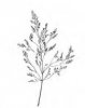 PSINEČEK PSÍ (Agrostis canina L.) #3 - Kapesní atlas trav
