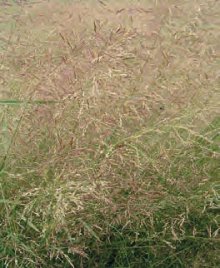 PSINEČEK VELIKÝ (Agrostis gigantea Roth.) - Kapesní atlas trav